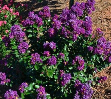 The Mythical Origins of Purple Blooming Myrtle